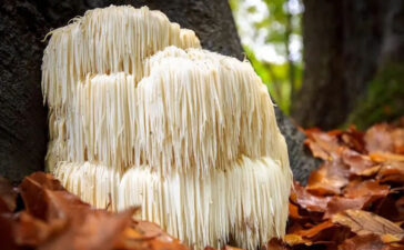 Lions mane