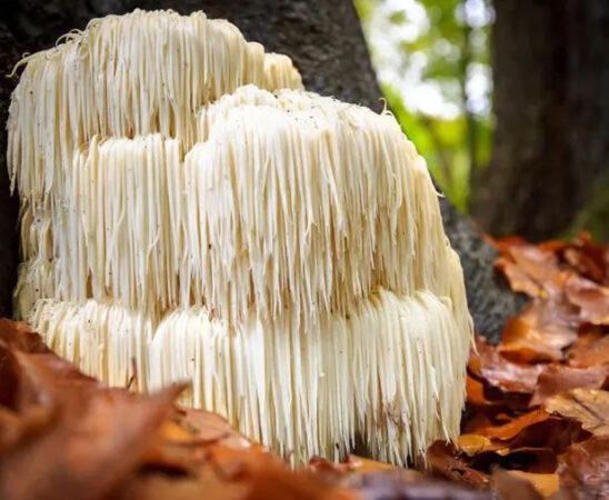 Lions mane