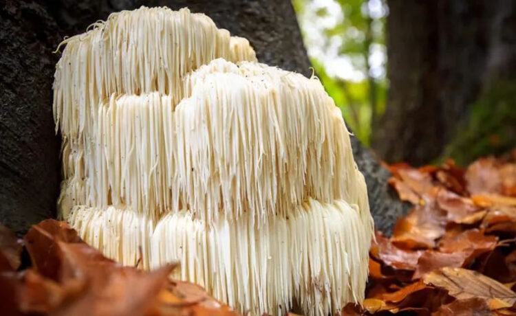 Lions mane