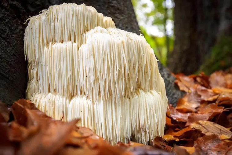 Lions mane